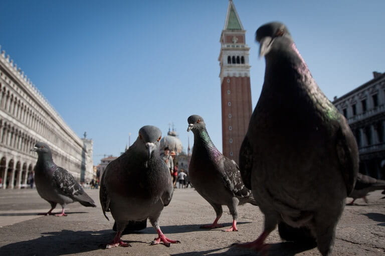 Площадь Святого Марка - Piazza San Marco 3